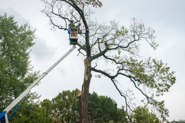 Best Tree Removal Service  in Ridgecrest, CA