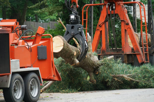 Best Tree Mulching Services  in Ridgecrest, CA