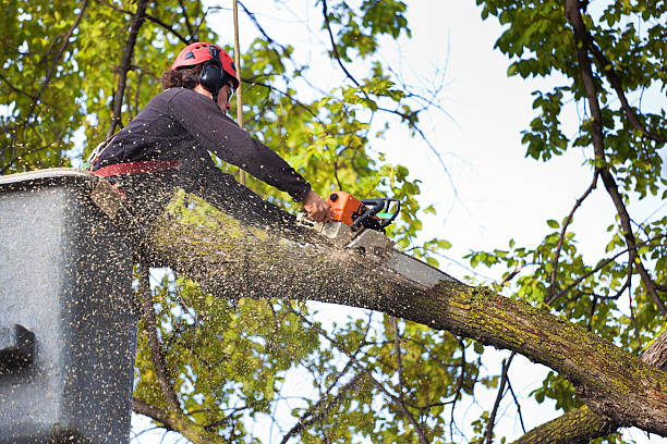 Trusted Ridgecrest, CA  Tree Services Experts